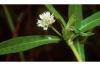 Alternanthera philoxeroides