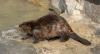 Castor canadensis
