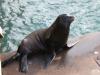 Zalophus californianus
