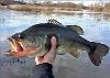 Micropterus salmoides