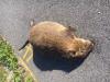 Myocastor coypus