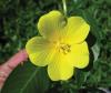 Ludwigia hexapetala