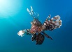 Fish Picture